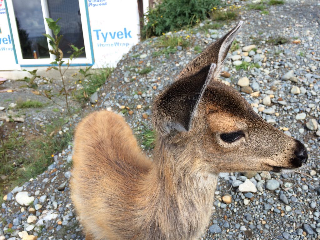 deer close up